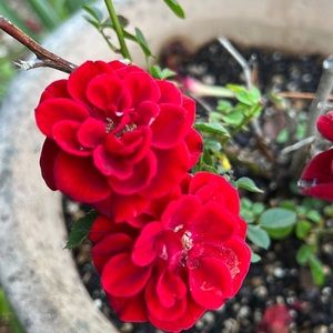 Meet your Posher, Maurisa